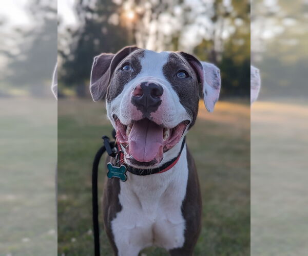 Medium Photo #1 American Pit Bull Terrier-Unknown Mix Puppy For Sale in Lockport, NY, USA