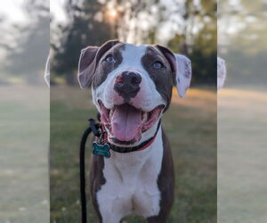 American Pit Bull Terrier-Unknown Mix Dogs for adoption in Lockport, NY, USA