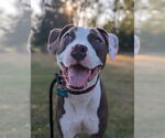Small American Pit Bull Terrier Mix