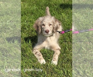 Aussiedoodle Miniature  Puppy for sale in WADENA, MN, USA