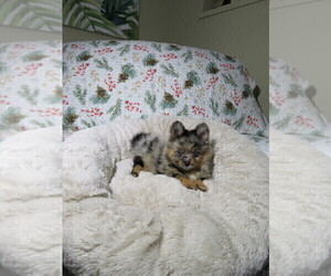 Pomeranian Puppy for Sale in COOKEVILLE, Tennessee USA