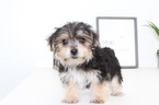 Small Photo #4 Yo-Chon Puppy For Sale in NAPLES, FL, USA