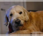 Small #3 Golden Retriever Mix