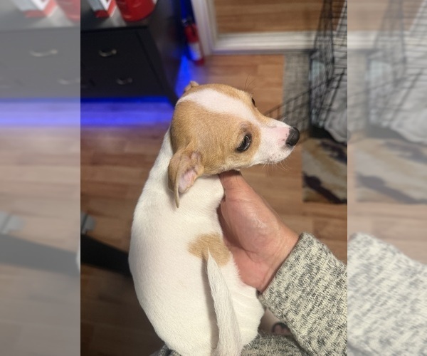 Medium Photo #9 Jack Russell Terrier Puppy For Sale in HARRISVILLE, RI, USA