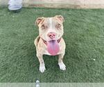 Small American Pit Bull Terrier Mix