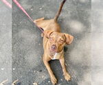 Small #9 Mutt