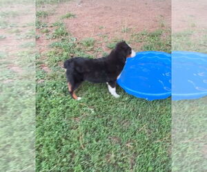 Australian Shepherd Dogs for adoption in Harrison, AR, USA