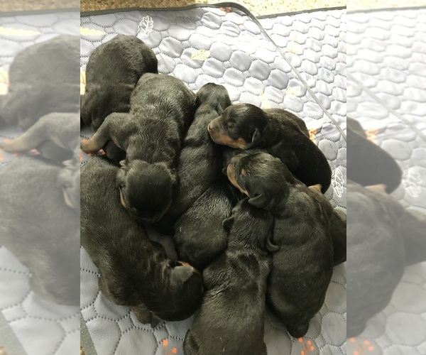 Medium Photo #8 Rottweiler Puppy For Sale in TOMS RIVER, NJ, USA