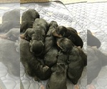 Small #7 Rottweiler