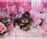 Small Photo #10 Yorkshire Terrier Puppy For Sale in HARKER HEIGHTS, TX, USA