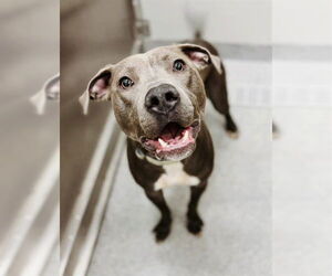 American Pit Bull Terrier Dogs for adoption in Aurora, IL, USA