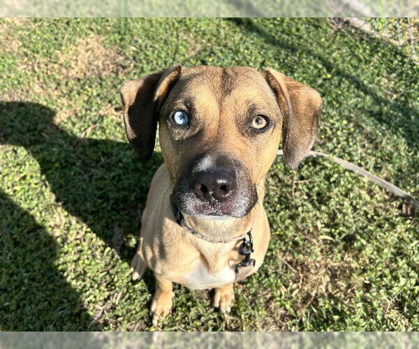 Medium Photo #3 Black Mouth Cur-Unknown Mix Puppy For Sale in Ocala, FL, USA