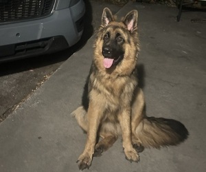Father of the German Shepherd Dog puppies born on 07/04/2025