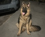 Small Photo #1 German Shepherd Dog Puppy For Sale in PAHOKEE, FL, USA