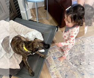 Dutch Shepherd -Plott Hound Mix Dogs for adoption in HOUSTON, TX, USA