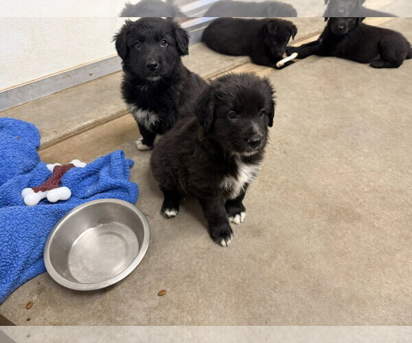 Medium Photo #3 Border Collie-Unknown Mix Puppy For Sale in Cave Creek, AZ, USA