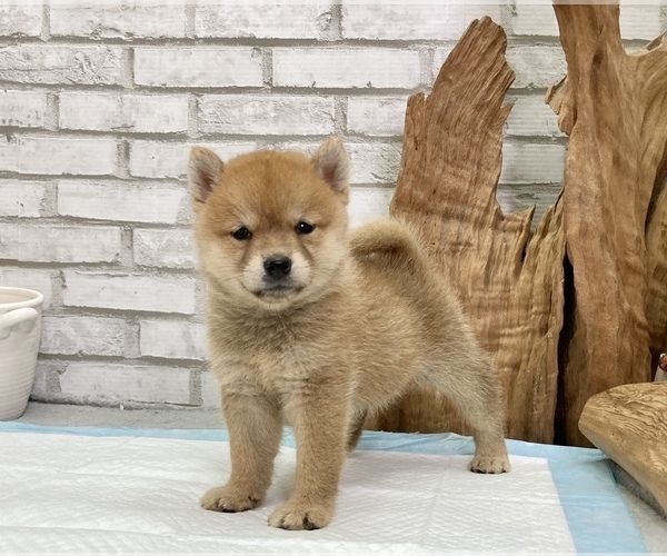 Medium Photo #6 Shiba Inu Puppy For Sale in SAN FRANCISCO, CA, USA