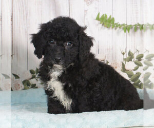 Miniature Bernedoodle Puppy for sale in PENNS CREEK, PA, USA