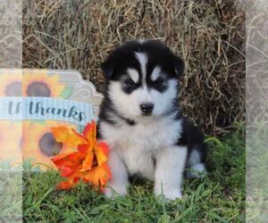 Alaskan Malamute Puppy for sale in CROGHAN, NY, USA