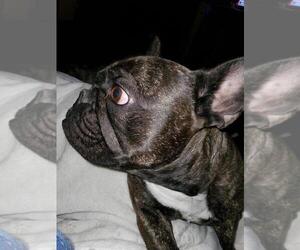 French Bulldog Puppy for sale in SOUTH WHITLEY, IN, USA