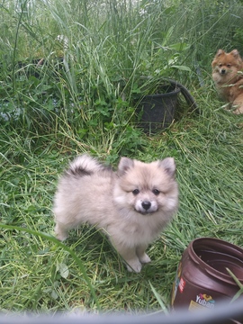 Medium Photo #1 Pomeranian Puppy For Sale in INDEPENDENCE, OR, USA