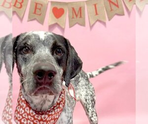 German Shorthaired Pointer Dogs for adoption in South Bend, IN, USA
