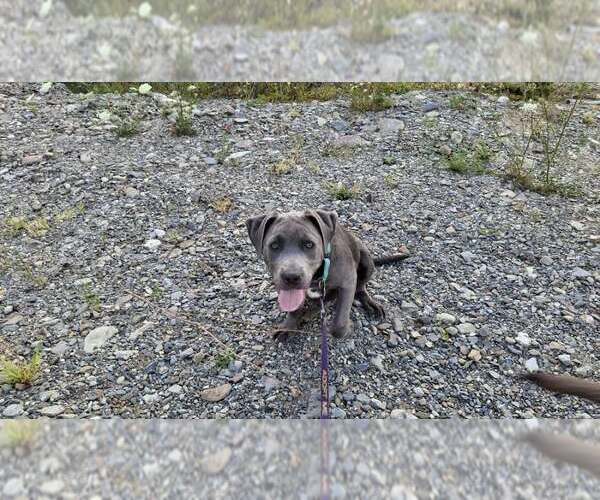 Medium Photo #20 American Pit Bull Terrier-Unknown Mix Puppy For Sale in Sebec, ME, USA