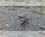 Small #19 American Pit Bull Terrier Mix