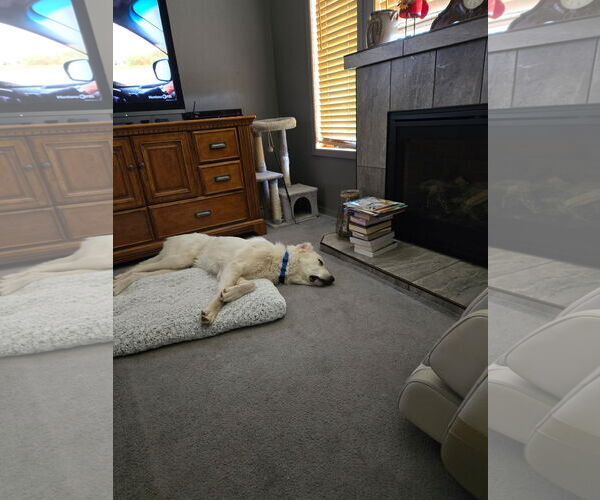 Medium Photo #2 - Mix Puppy For Sale in Bountiful, UT, USA