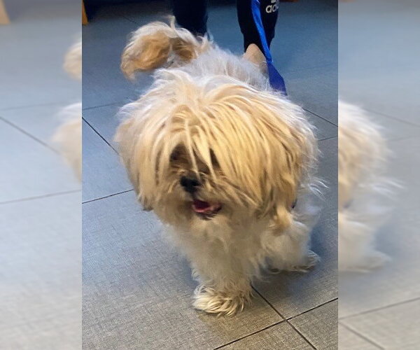 Medium Photo #1 Shih Tzu Puppy For Sale in Rancho Cucamonga, CA, USA