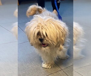 Shih Tzu Dogs for adoption in Rancho Cucamonga, CA, USA