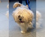 Small Shih Tzu