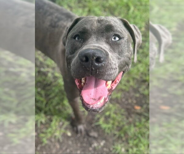 Medium Photo #3 Staffordshire Bull Terrier-Unknown Mix Puppy For Sale in Palmetto, FL, USA