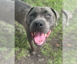 Small Photo #3 Staffordshire Bull Terrier-Unknown Mix Puppy For Sale in Palmetto, FL, USA