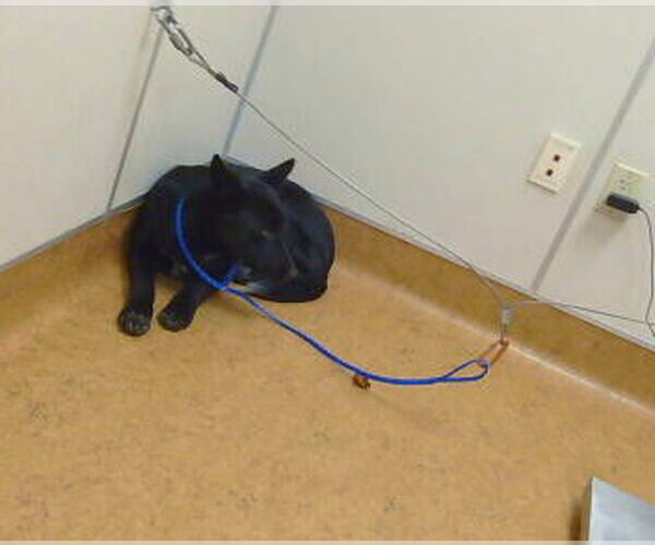 Medium Photo #1 Border Collie-Unknown Mix Puppy For Sale in Sacramento, CA, USA