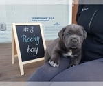Small Photo #3 Cane Corso Puppy For Sale in BUMPASS, VA, USA