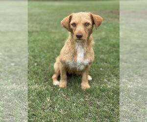 Mutt Dogs for adoption in PIPE CREEK, TX, USA