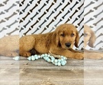 Small #1 Golden Retriever