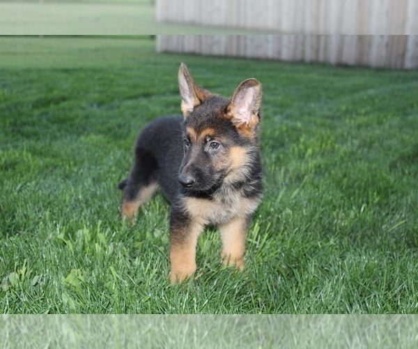 Medium Photo #4 German Shepherd Dog Puppy For Sale in HORN CREEK, CO, USA
