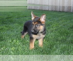 Small Photo #4 German Shepherd Dog Puppy For Sale in HORN CREEK, CO, USA