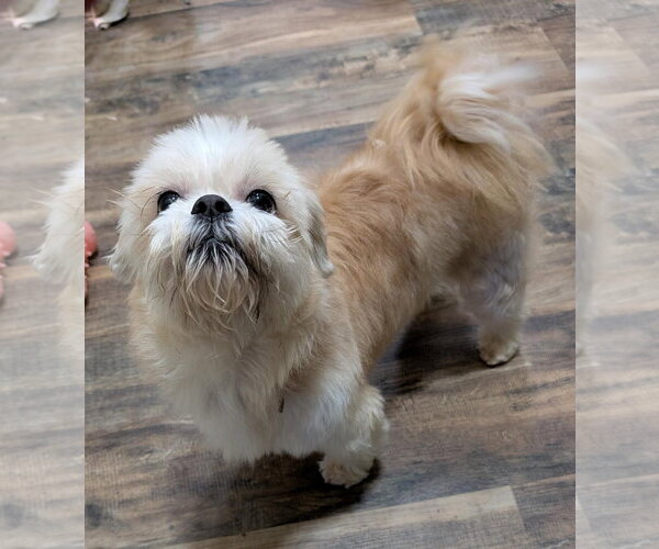 Medium Photo #2 Shih Tzu Puppy For Sale in Southbury, CT, USA