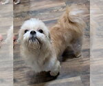 Small Photo #2 Shih Tzu Puppy For Sale in Southbury, CT, USA