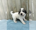 Puppy Ranger Great Pyrenees