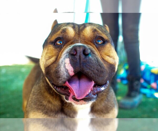 Medium Photo #4 Bulldog Puppy For Sale in Apple Valley, CA, USA