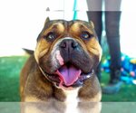 Small #3 Bulldog