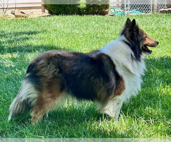 Medium Photo #8 Mutt Puppy For Sale in Wamego, KS, USA
