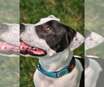Small #22 American Pit Bull Terrier