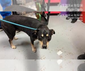Siberian Husky-Unknown Mix Dogs for adoption in Ocala, FL, USA