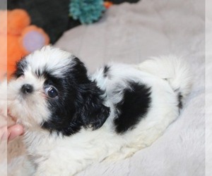 Shih Tzu Puppy for sale in THAYER, KS, USA