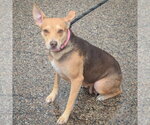 Small #2 Feist Terrier-Italian Greyhound Mix